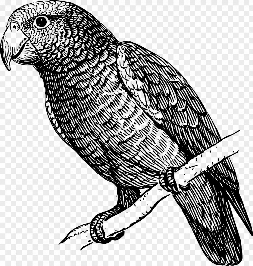 Parrot Budgerigar Drawing Clip Art PNG