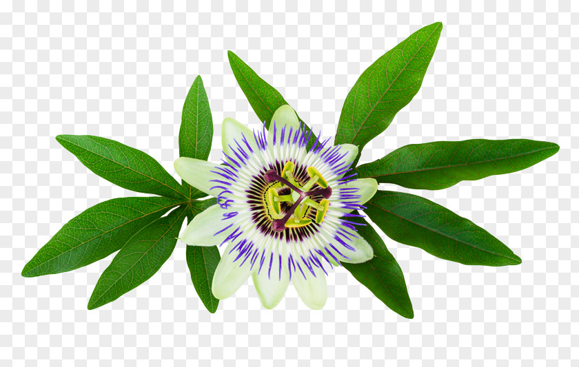 Plant Purple Passionflower Passiflora Caerulea Stock Photography PNG