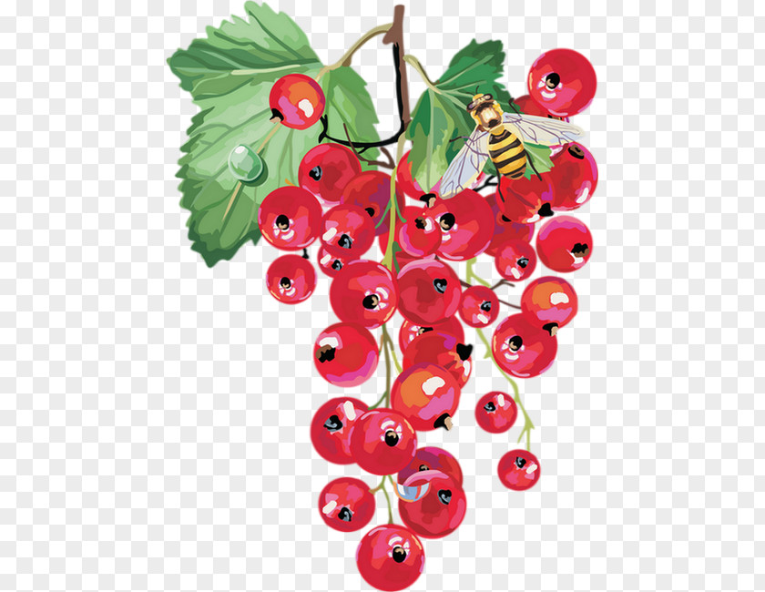 Redcurrant Berry Fruit PNG