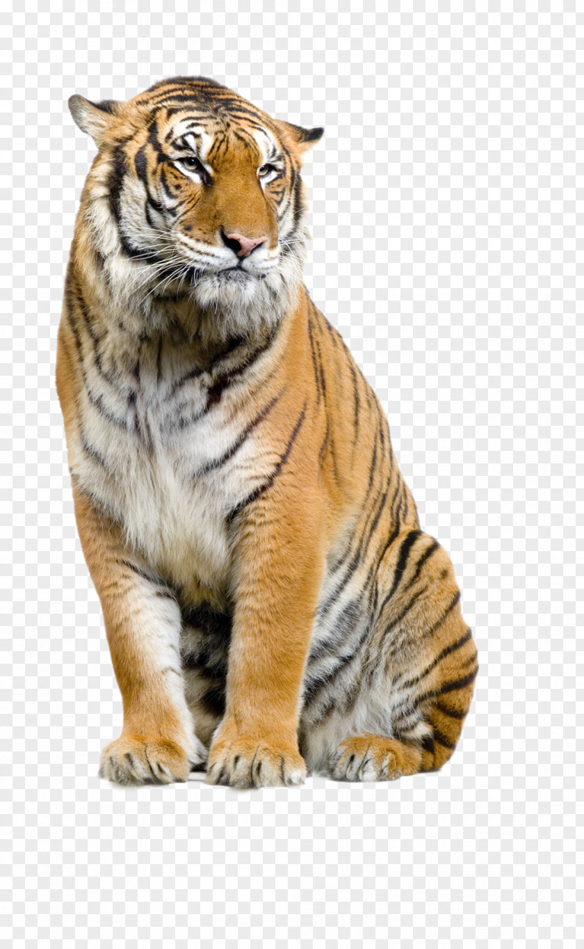 Tiger Lion Bengal Sumatran Cat Felidae PNG