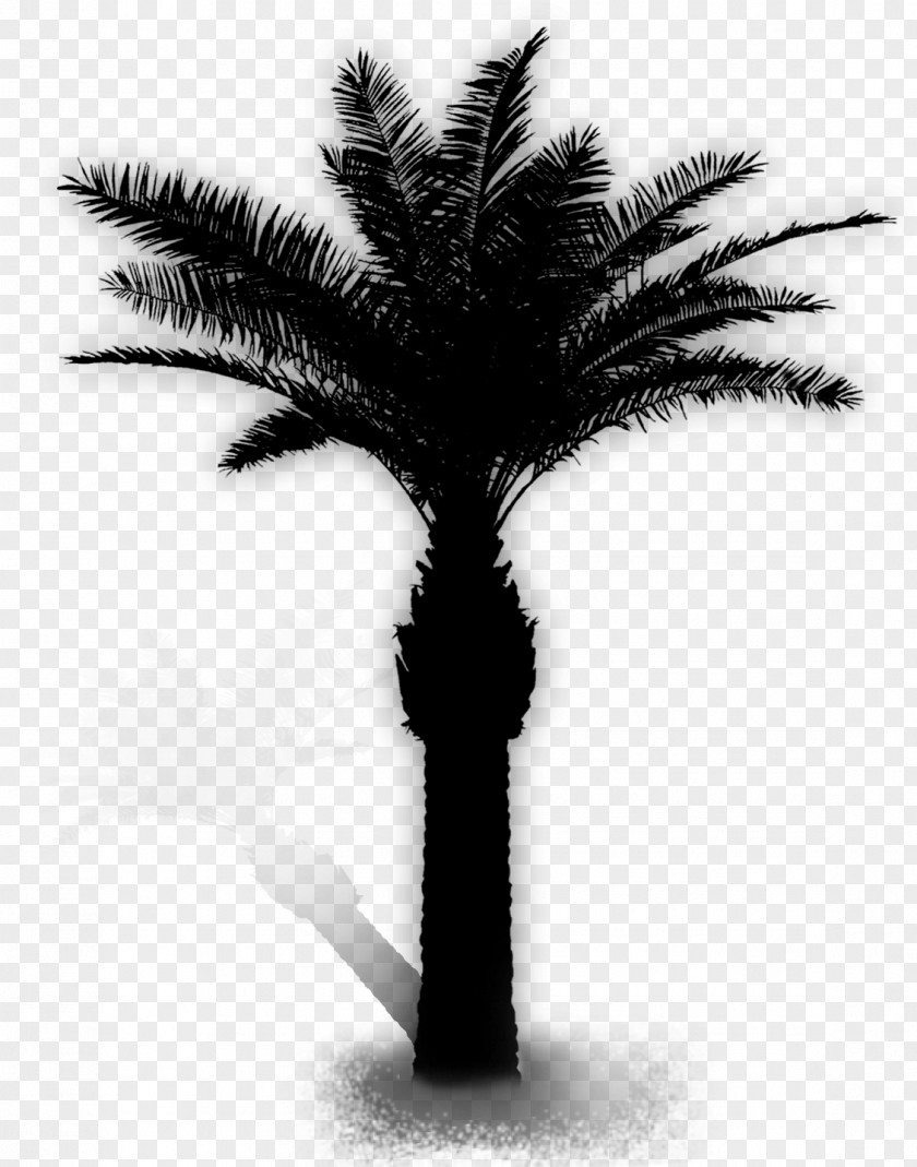 Tree Adobe Photoshop Date Palm Image PNG