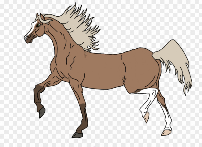 Artist Horse Head Anatomy Foal Mane Mustang Stallion Colt PNG