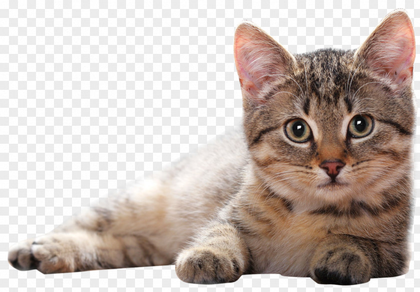 Cat Clipart Kitten PNG