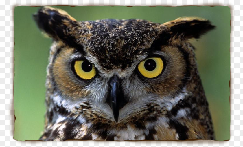 Owl Great Horned Indian Eagle-owl Eurasian Bird PNG