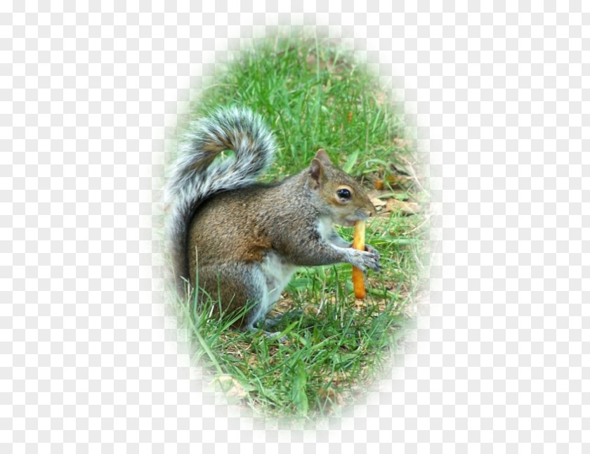 Pas De Deux Fox Squirrel Chipmunk Computer Mouse Wildlife PNG