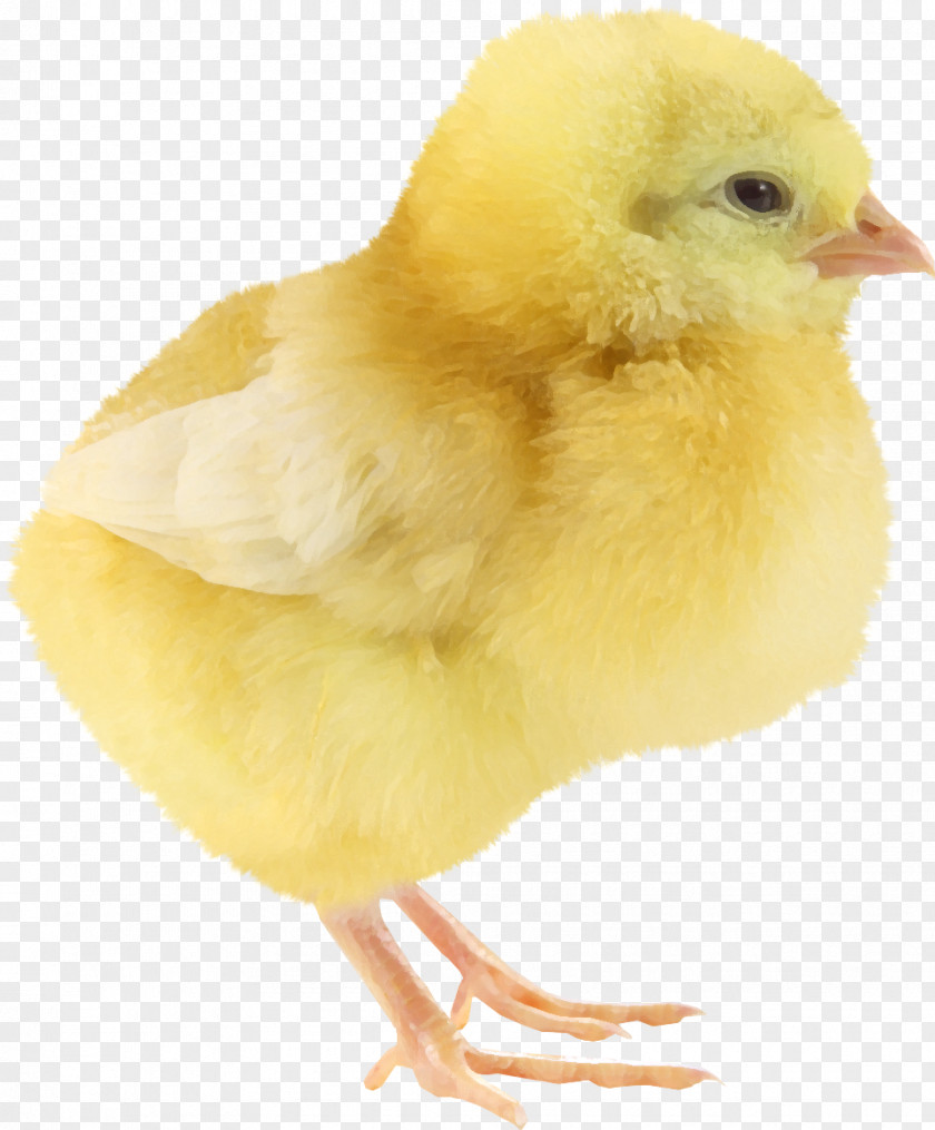 Yellow Chick Yellow-hair Chicken Little PNG