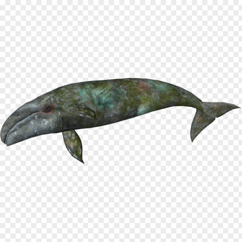 Zoo Tycoon 2 Sperm Whale Porpoise Dolphin PNG whale Dolphin, clipart PNG