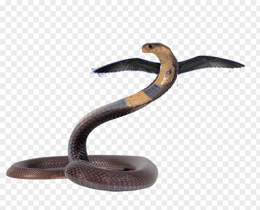 Brown Snake Metal Cartoon PNG