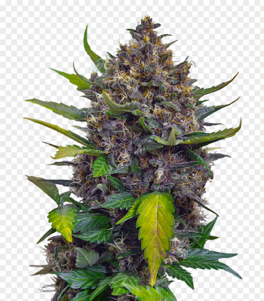 Cannabis Skunk Seed Cultivar Plant PNG