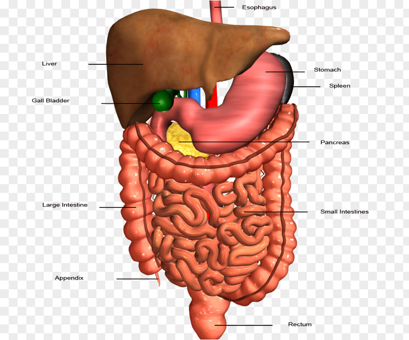 Human Body Stomach Small Intestine Gastrointestinal Tract Digestive System PNG body intestine tract digestive system, system clipart PNG