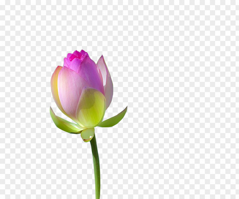 Lotus Download Nelumbo Nucifera Icon PNG