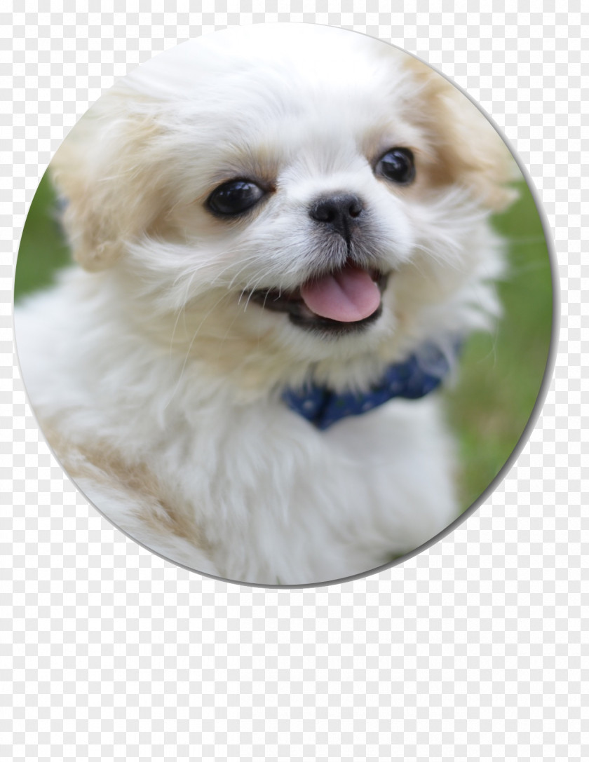 Puppy Tibetan Spaniel Shih Tzu Pekingese Chinese Imperial Dog PNG