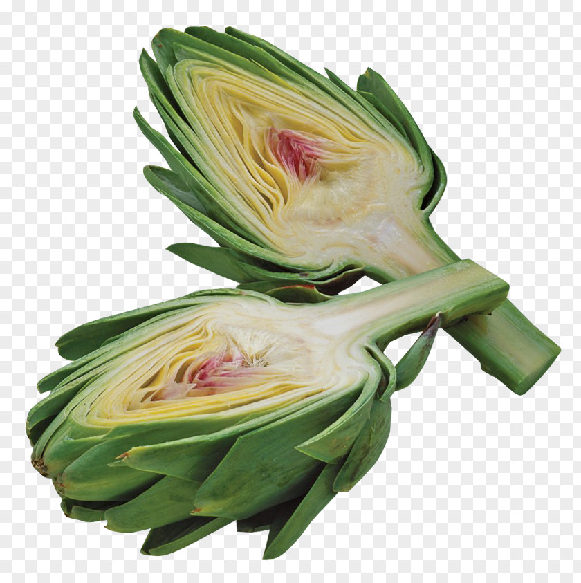 Artichoke Vegetable PNG