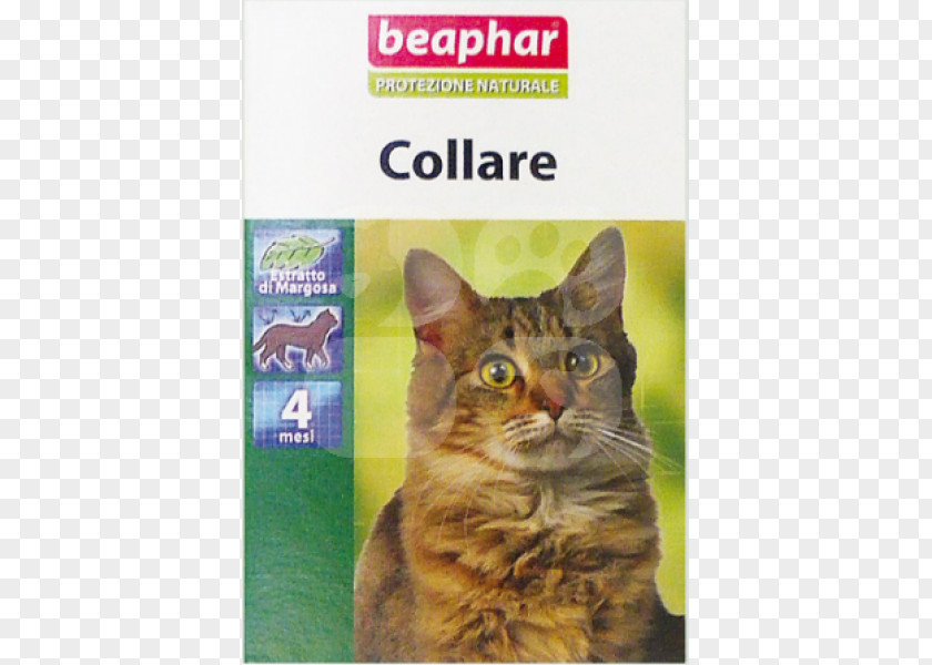 Cat Whiskers Tabby Collar Dog PNG