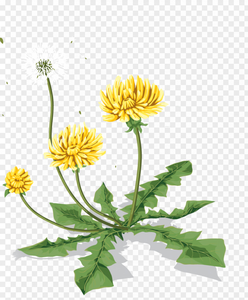 Dandelion Icon PNG