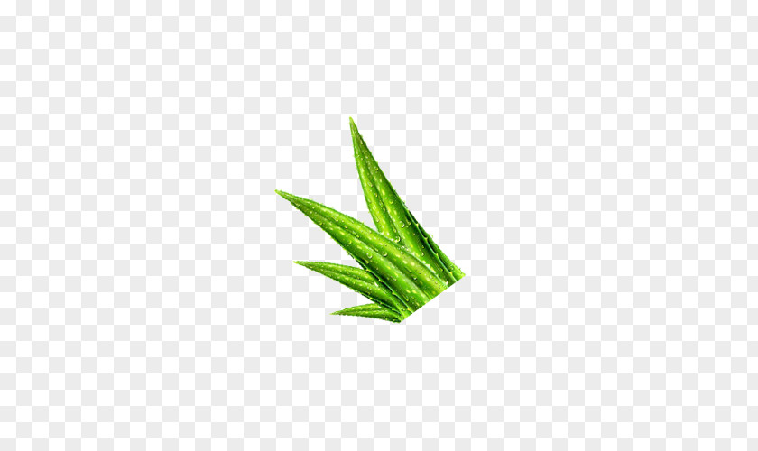 Green Aloe Plant PNG