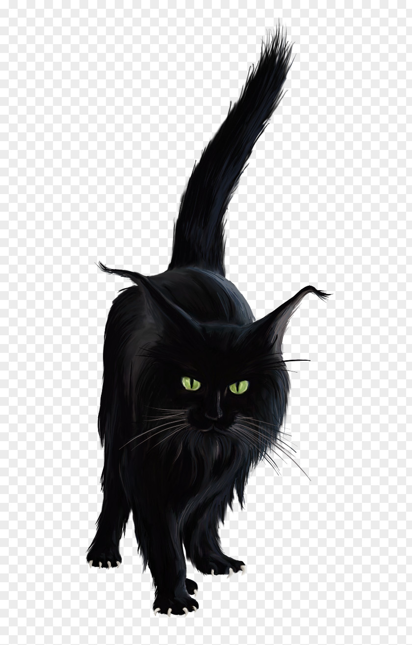 Kitten Bombay Cat Black Norwegian Forest Clip Art PNG