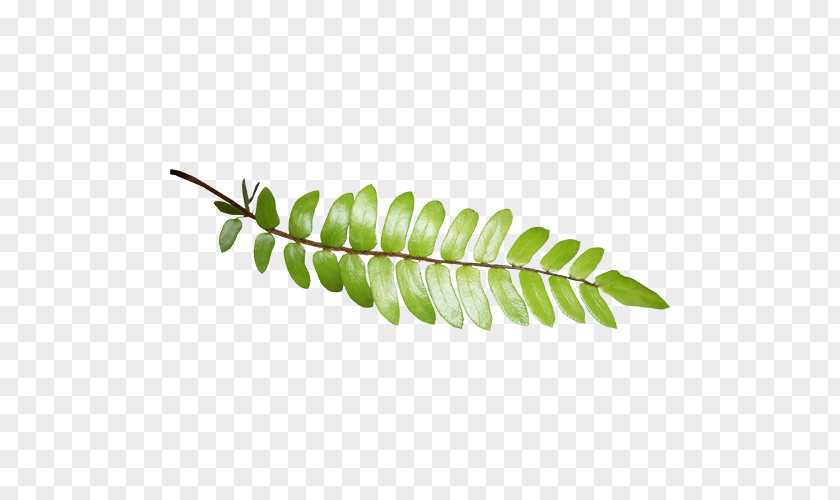 Leaf Photography Download PNG
