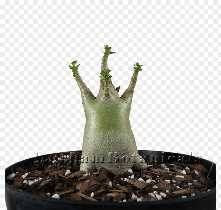 Plant Houseplant Adenium Arabicum Succulent Cactaceae PNG