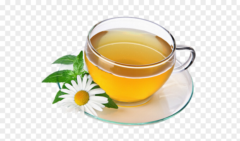 Tea Green Herbal Drink Chamomile PNG