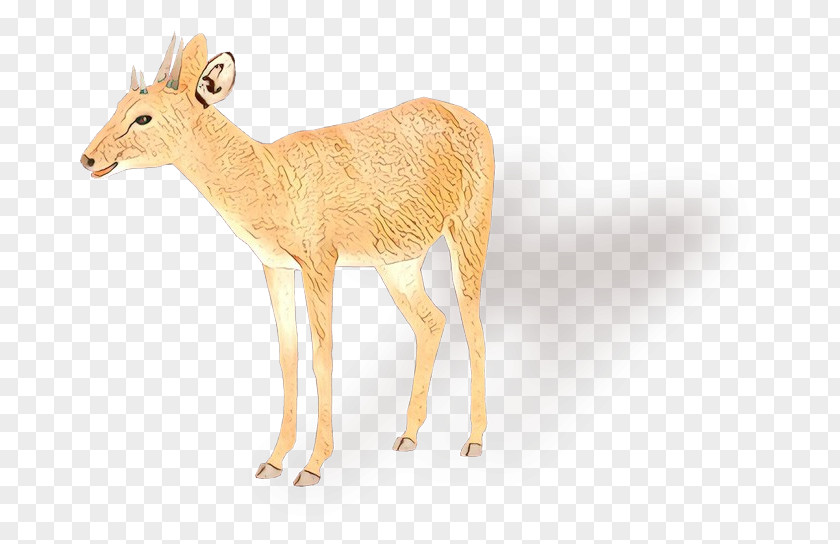 White-tailed Deer Moschus Antler Antelope PNG