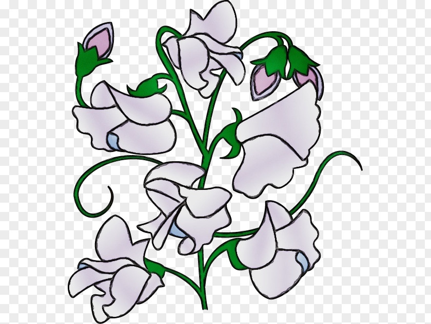 Floral Design Plant Stem Sweet Pea Flower PNG