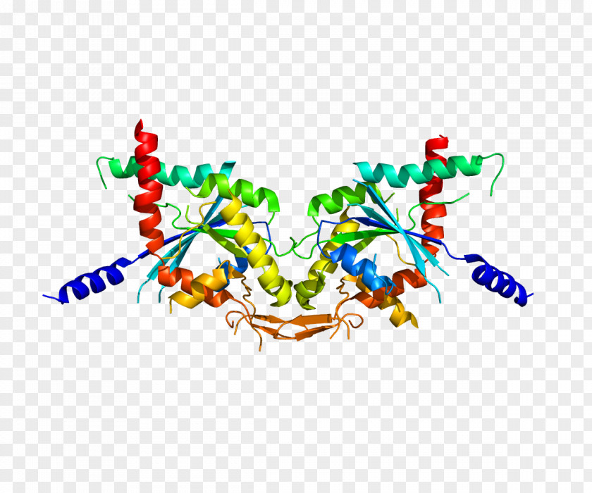 Morphogenesis SEPT2 SEPT5 Protein Septin Gene PNG