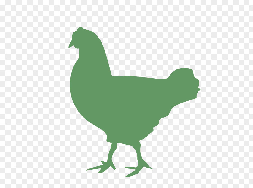 Tail Fowl Bird Chicken Green Rooster Beak PNG