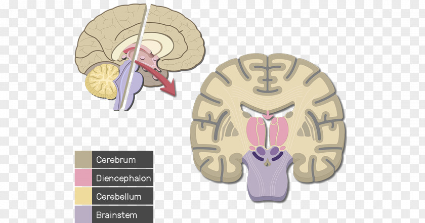 Brain Cerebral Cortex Human Cerebrum Lobes Of The PNG