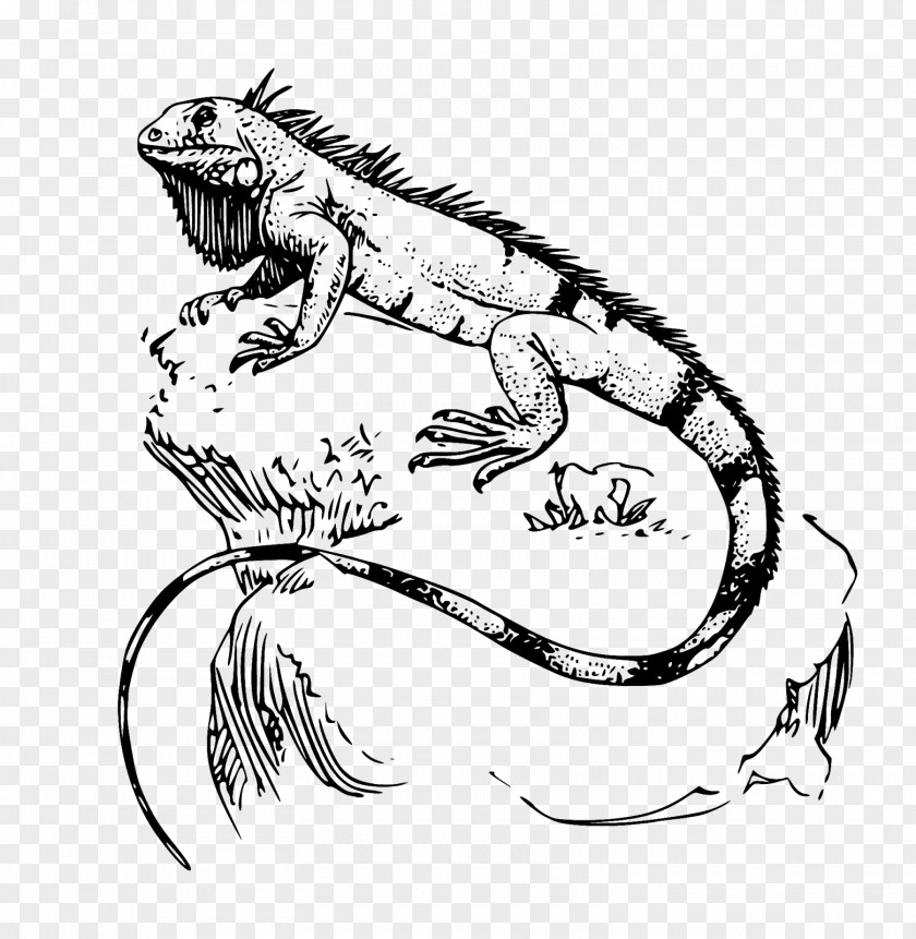 Iguana Green Lizard Reptile Drawing PNG