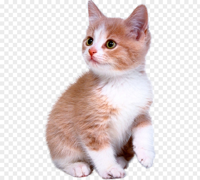 Kitten Bengal Cat Puppy Dog Ragdoll PNG