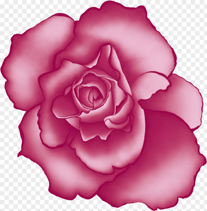 Pink Rose Beach Centifolia Roses Flower Garden PNG