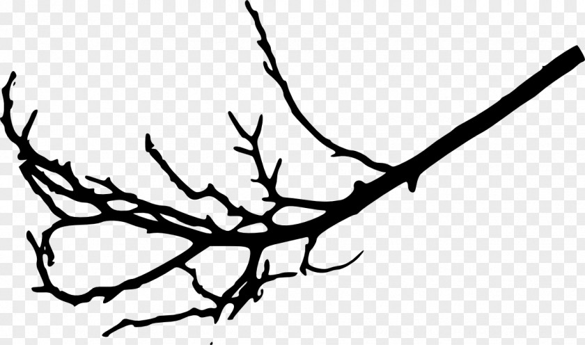 Branches Branch Tree Leaf Twig Woody Plant PNG