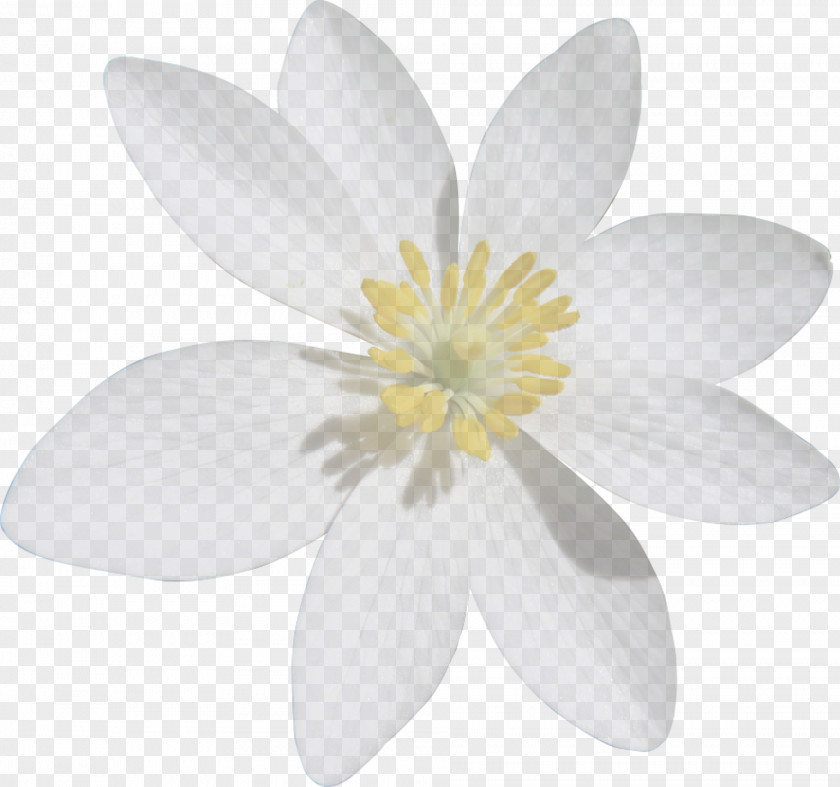 Flower Petal White PNG