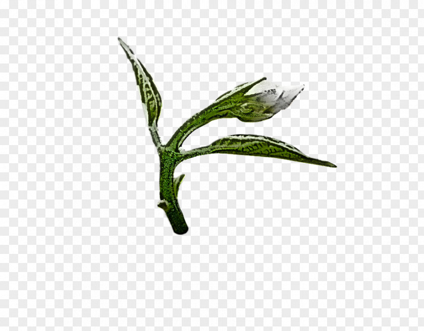 Leaf Plant Flower Stem PNG