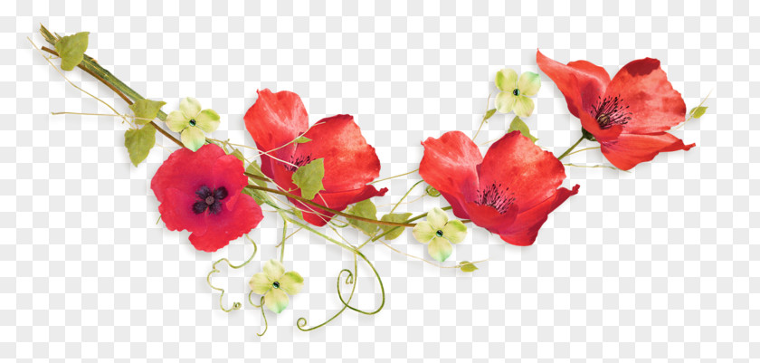 Poppies Common Poppy Digital Image Flower PNG