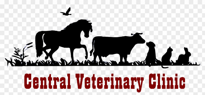 Vet Clinic Mustang Cat Central Veterinary Veterinarian Medicine PNG