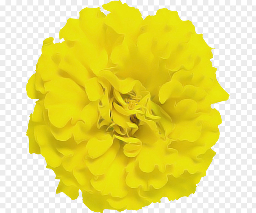 Yellow Flower Petal Tagetes Plant PNG