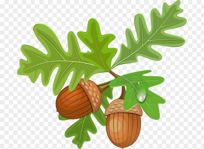 Acorn Clip Art PNG