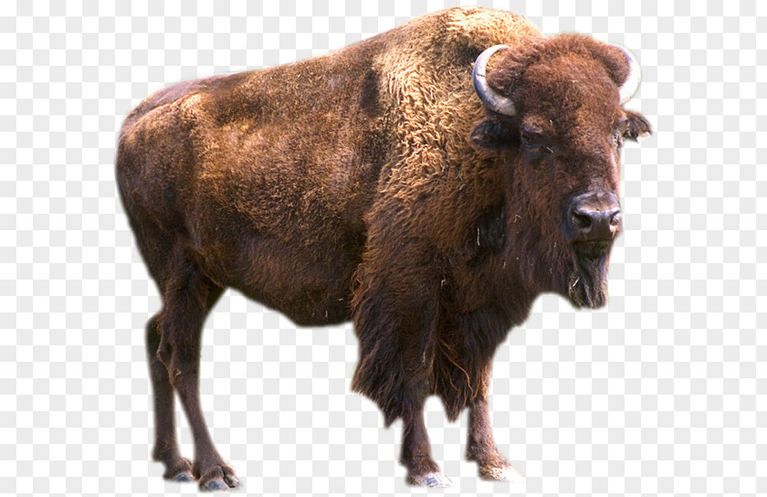 Boson Bear Animal Pronghorn Elk Yellowstone Park Bison Herd PNG