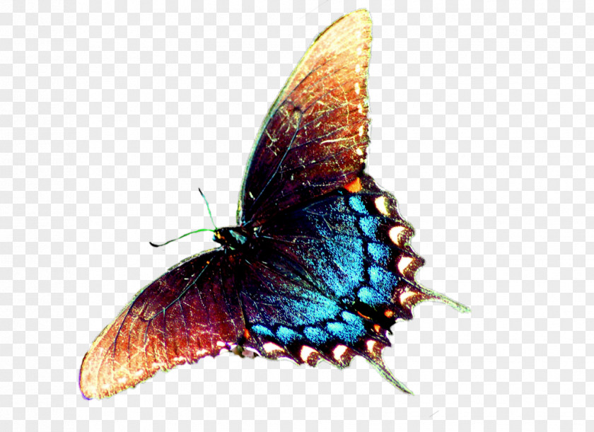 Colorful Butterfly Nymphalidae Animation PNG