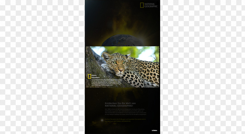 Geographic Big Cat Video Mammal Multimedia PNG