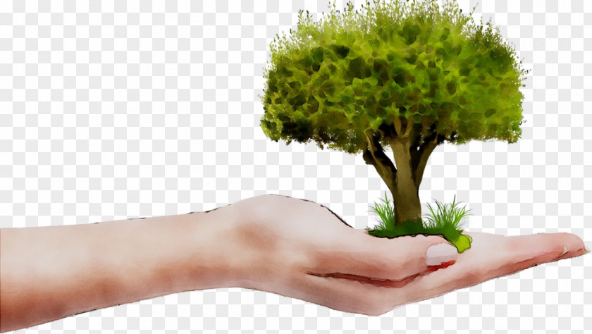 Tree Plants Monaco Company Organization PNG