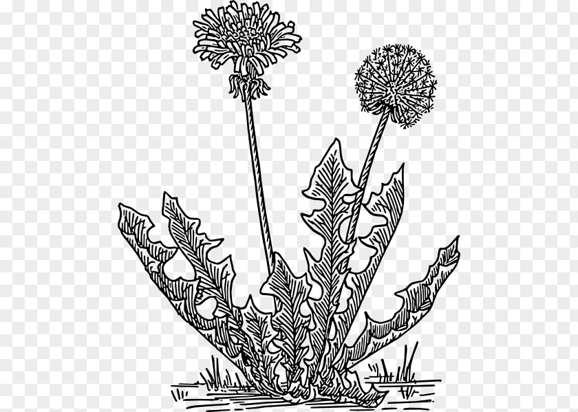 Vascular Plant Heracleum Flower Line Art PNG