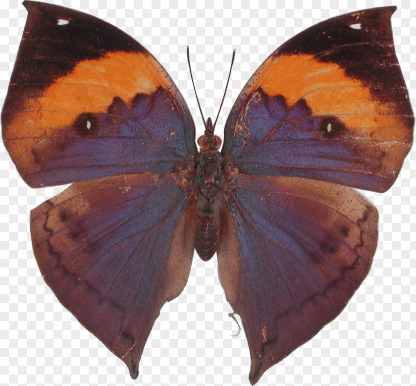 Butterfly Insect Orange Oakleaf Stock Photography Kallima Paralekta PNG