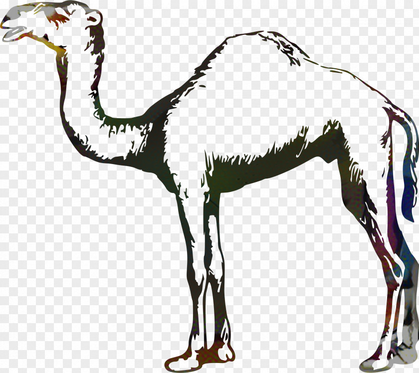 Dromedary Horse Pack Animal Fauna Wildlife PNG