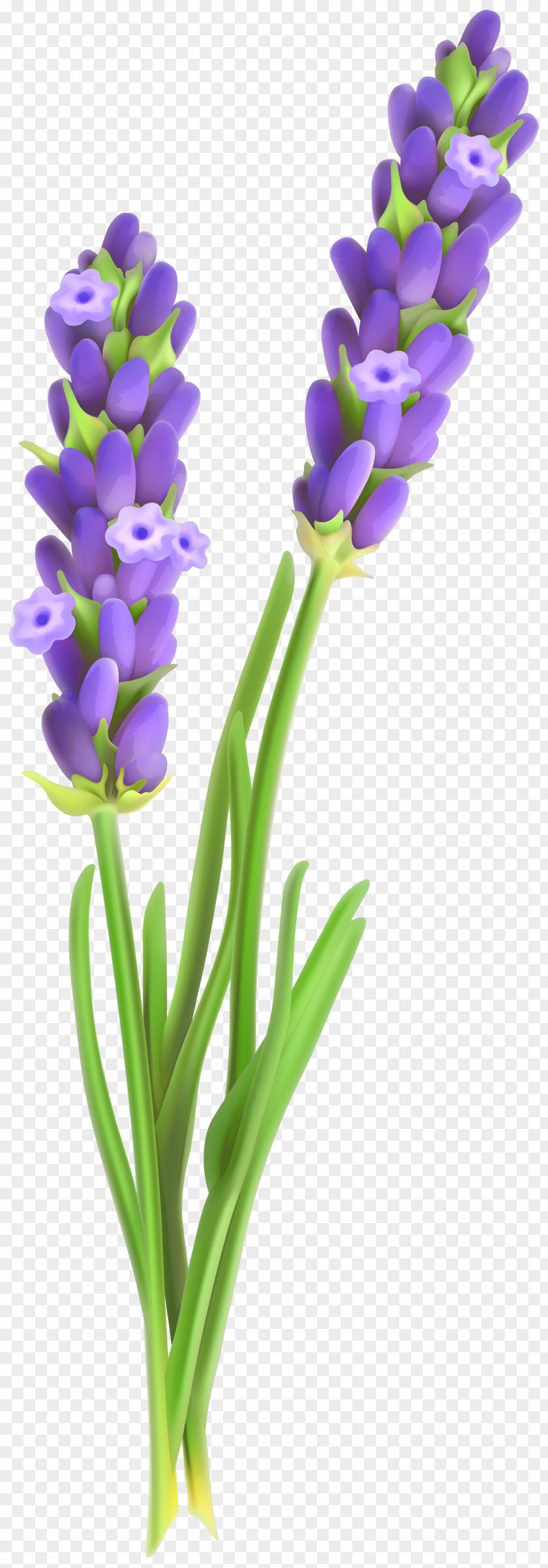 Lavander Clipart Image Flower Clip Art PNG