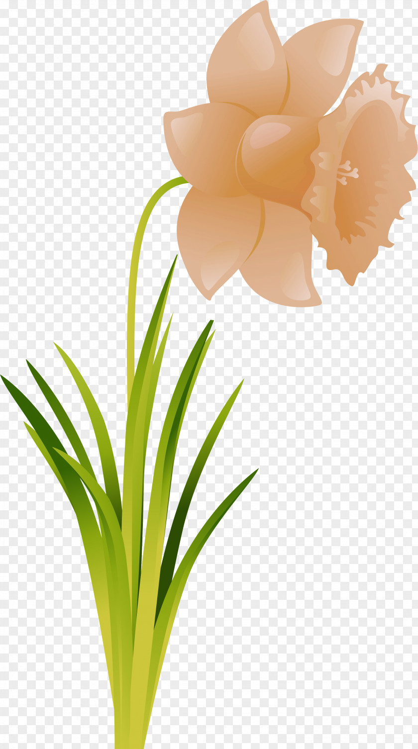 Narcissus Cut Flowers Flowering Plant .ru PNG
