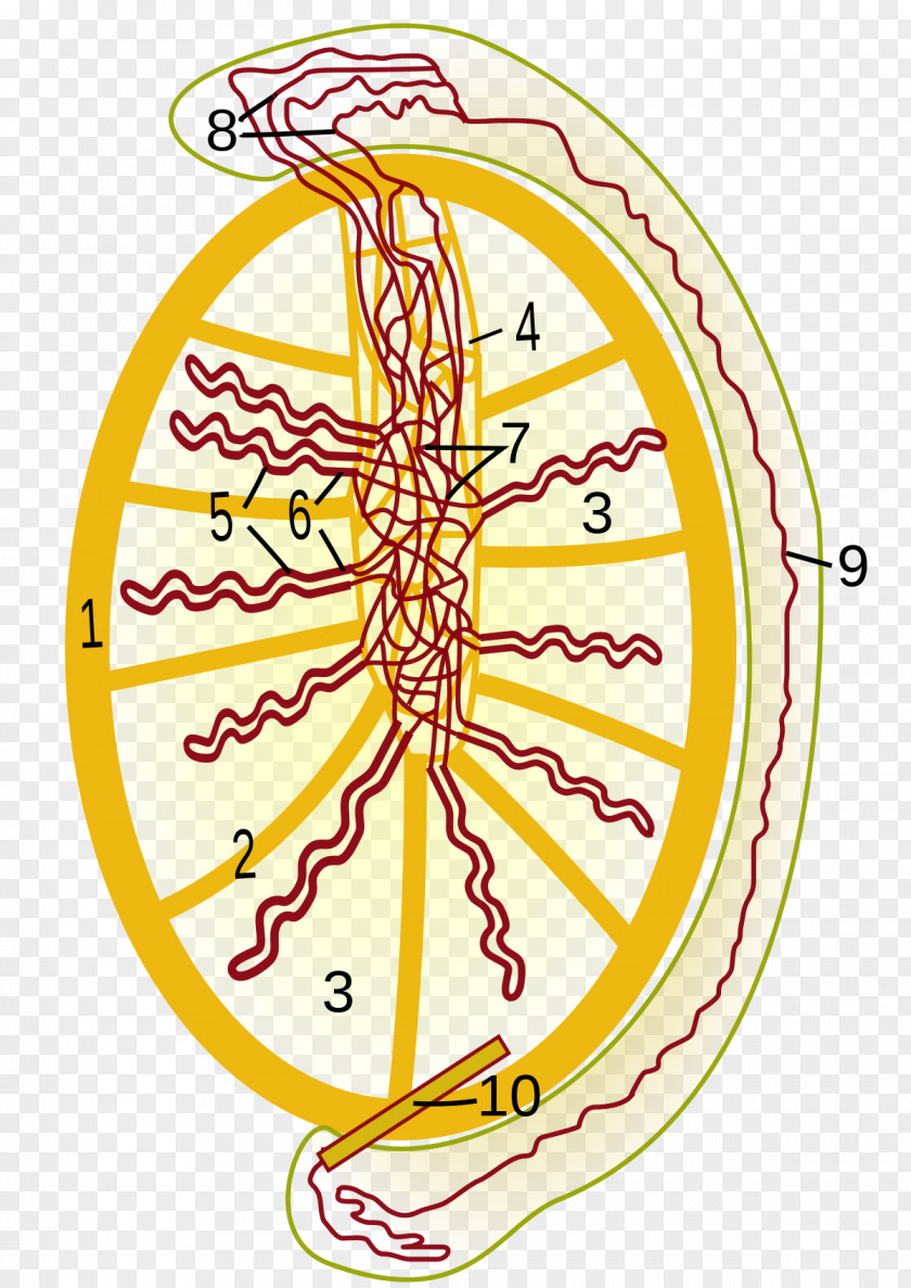 Rete Testis Testicle Efferent Ducts Mediastinum Epididymis PNG