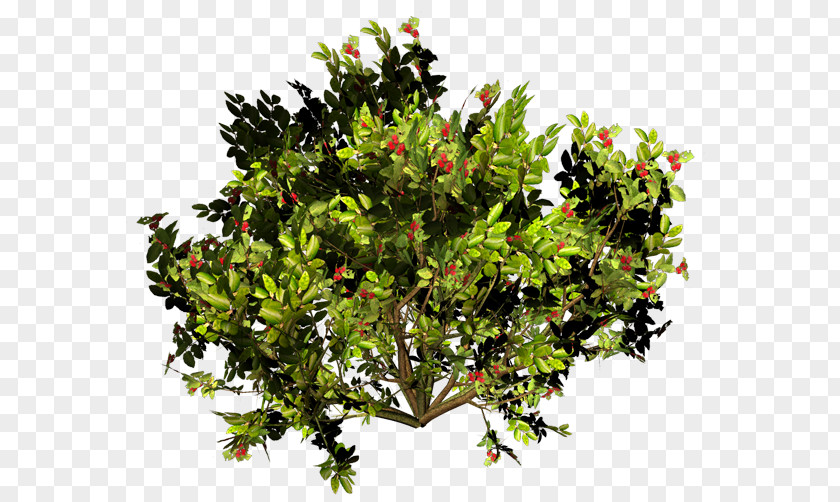 Tree Shrub Branch PNG